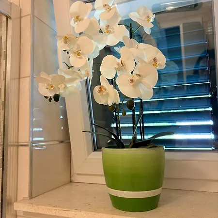 Andelina, Apartman *